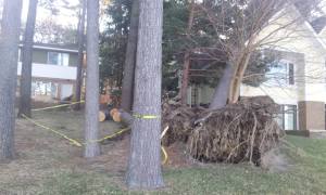 who pays for trees falling on house Anibal Group LLC Realty Net Worth fenton linden holly byron michigan florida
